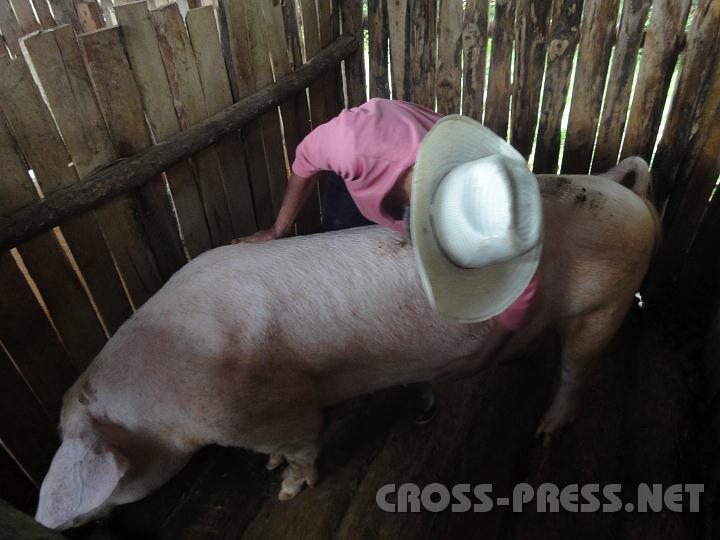 3-20.JPG - Schweine werden für das Weihnachtsfestmahl gezüchtet.