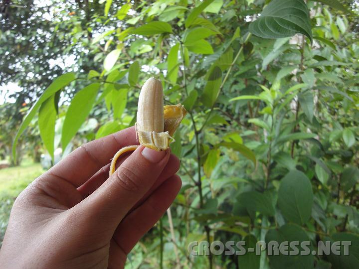 3-48.JPG - Die kleinste unter gut einem Dutzend Bananensorten.