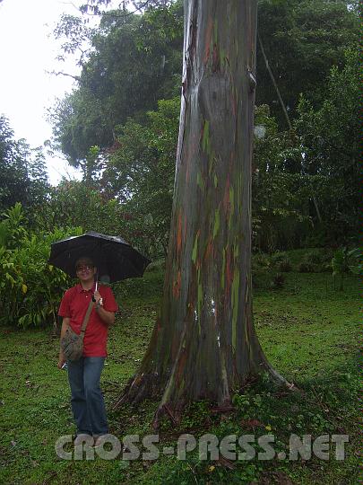 5-21.JPG - Eukalyptus-Baum.