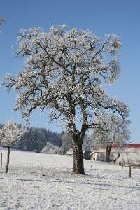 2016.12.31_10.48.49 Obstbaum im Winter